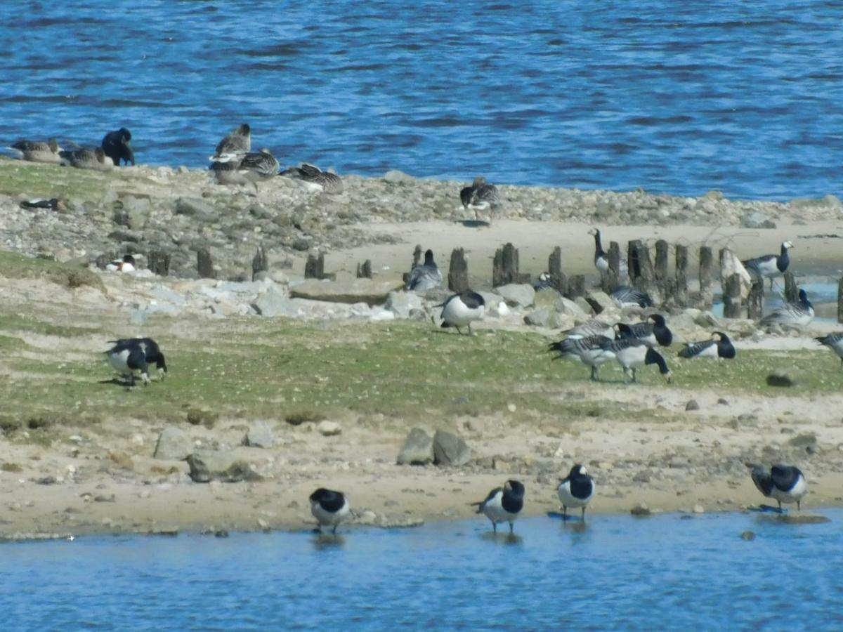 Nordsee Nordstrand Eksteriør billede